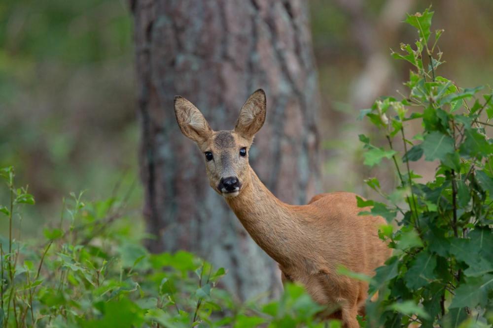 Genieten Op De Veluwe Van Rust En Natuur Putten Eksteriør billede